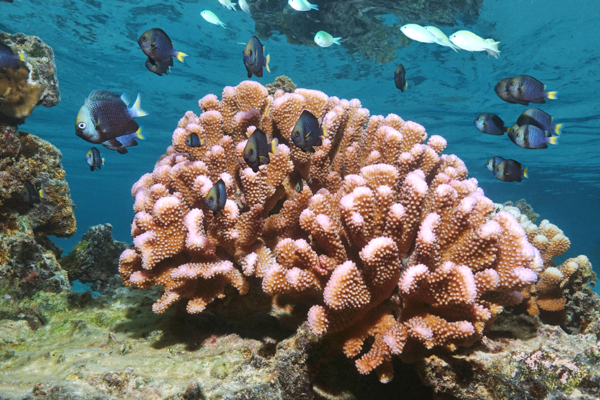 pink cauliflower coral national marine foundation american samoa